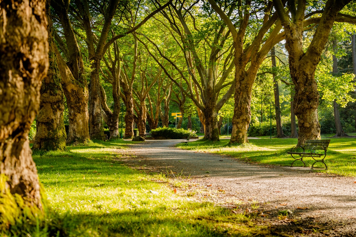 A tree-lined path through a city park with a bench along the walkway