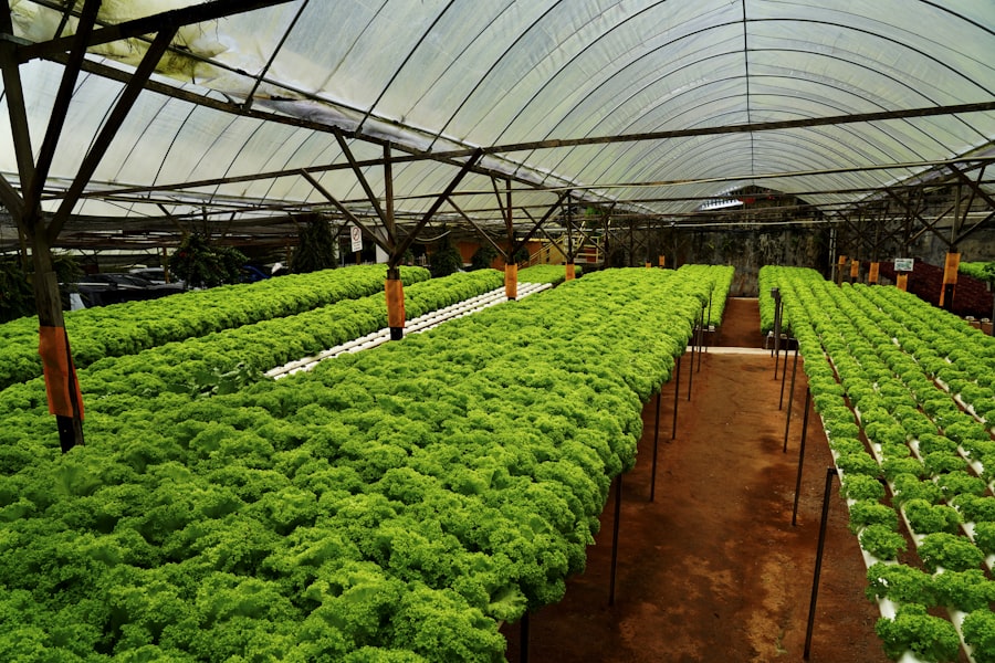 The greenhouse in autumn