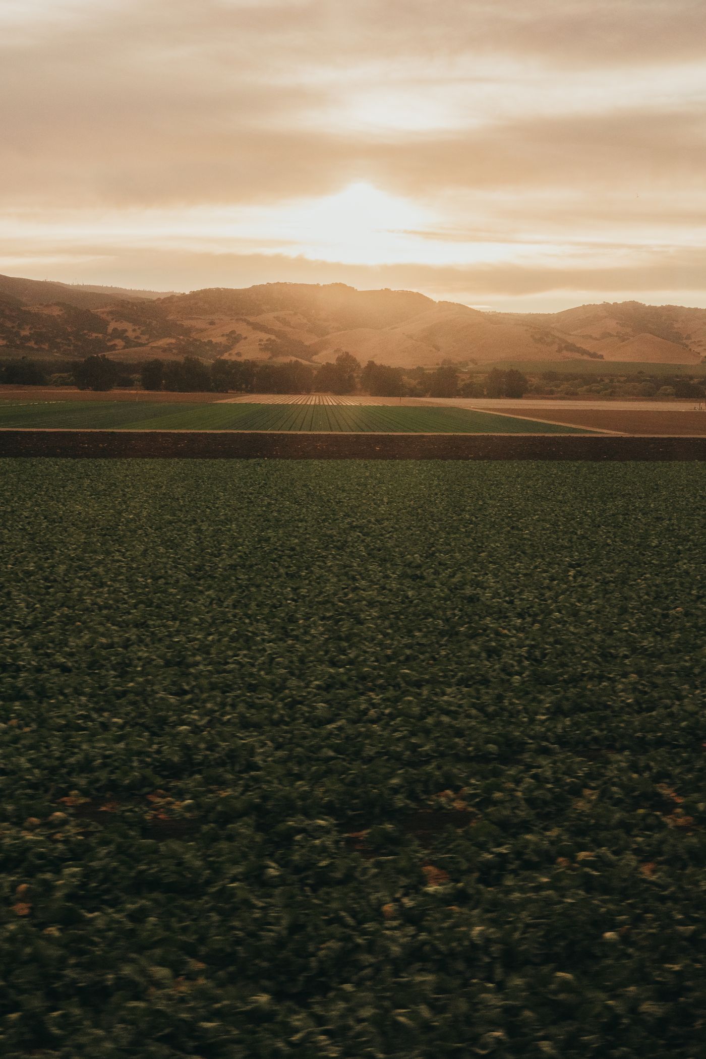 Harvest Dinner