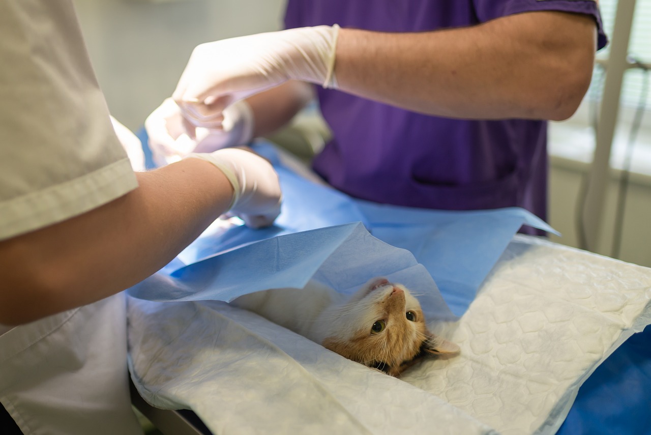 Photo of expert veterinary surgery for cats - Courtesy of Pawfect Pets, March 2024