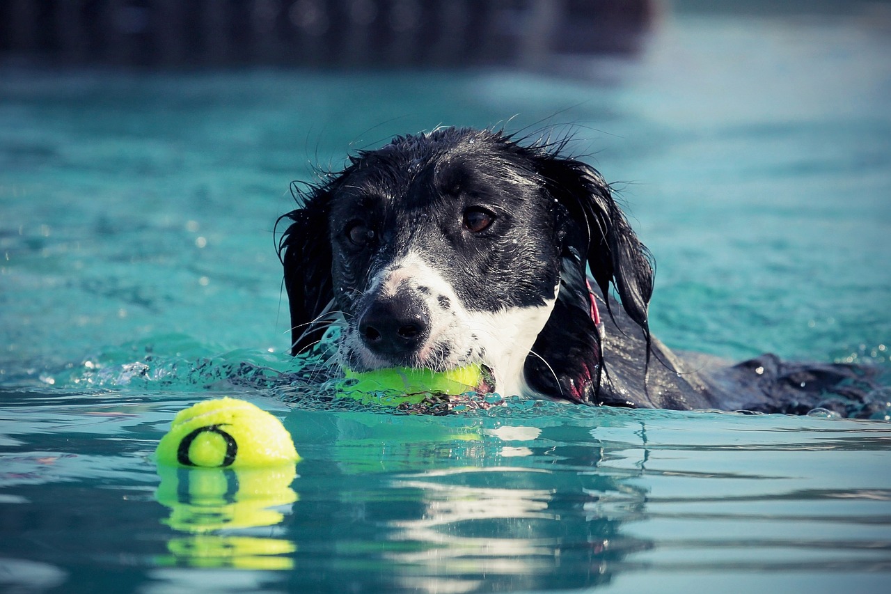 Photo of a dog training session in a pool with tennis balls - Courtesy of Pawfect Pets, August 2024