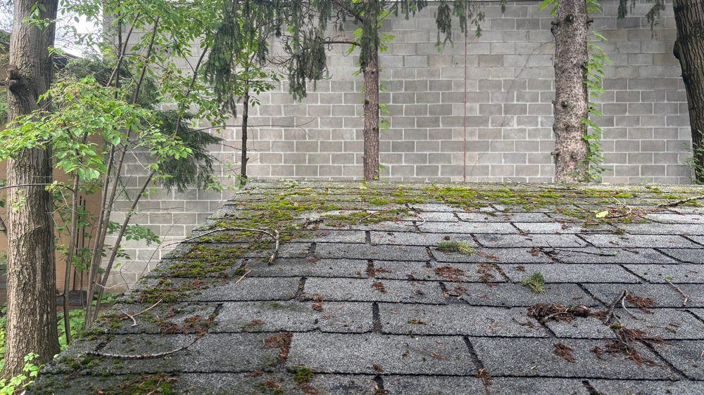 Moss growing across an old asphalt shingle roof