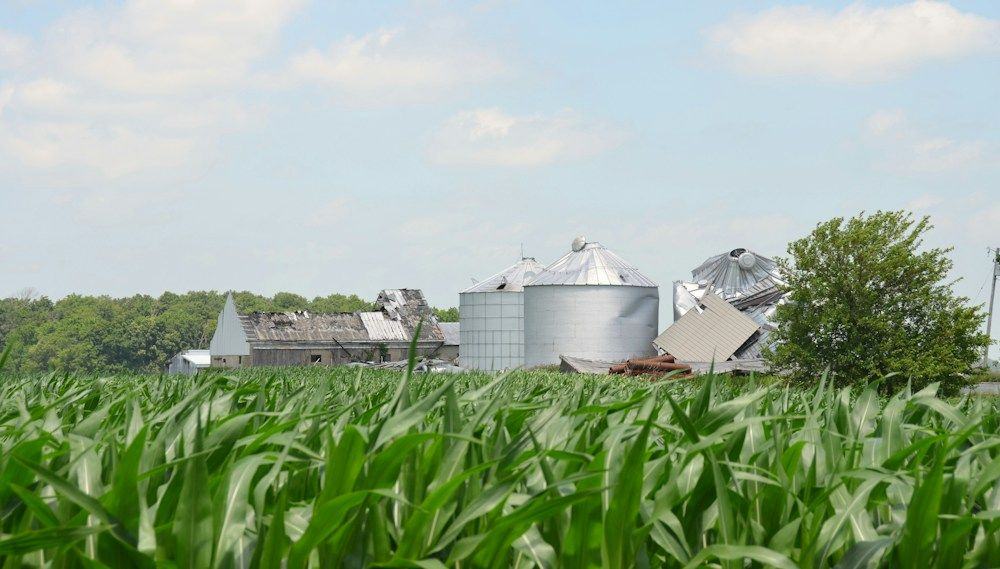 Storm-damaged farm buildings and grain bins behind a cornfield